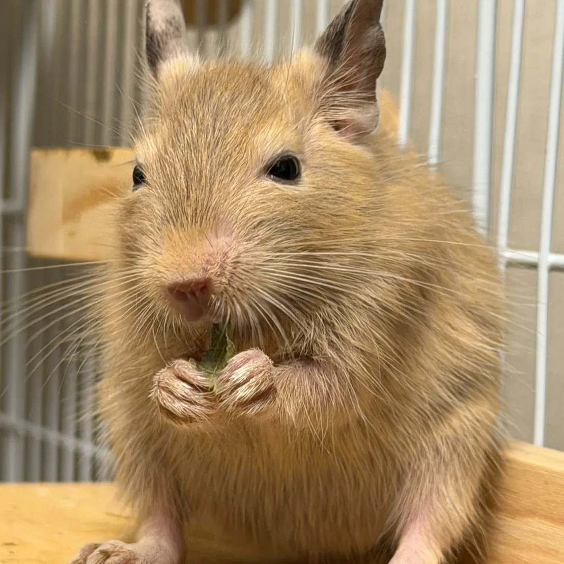 皆さんお久しぶりです